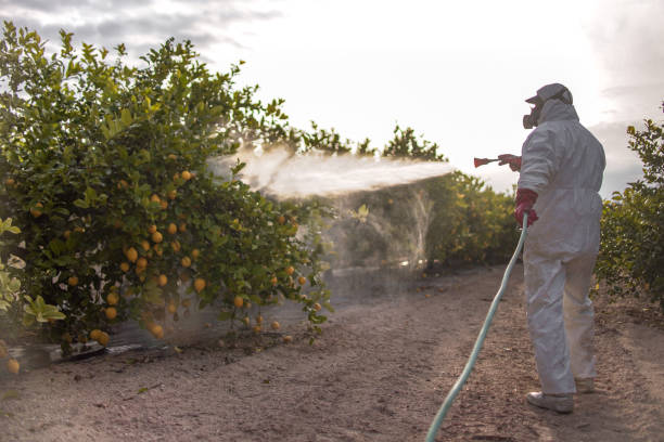 Best Local Pest Control Services  in Virginia, IL