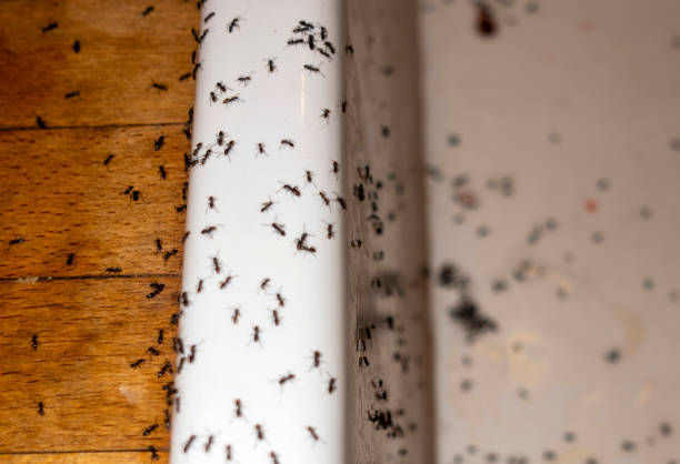 Best Wasp Removal Services  in Virginia, IL