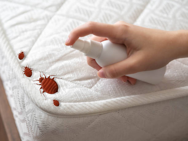 Best Affordable Pest Control Services  in Virginia, IL