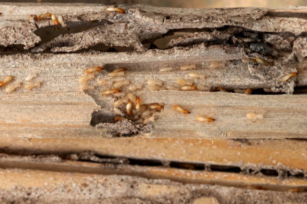 Best Pest Inspection Near Me  in Virginia, IL