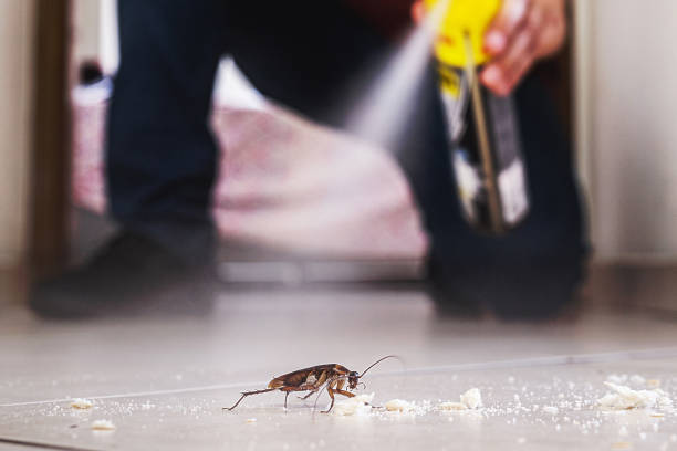 Best Flea Control Services  in Virginia, IL